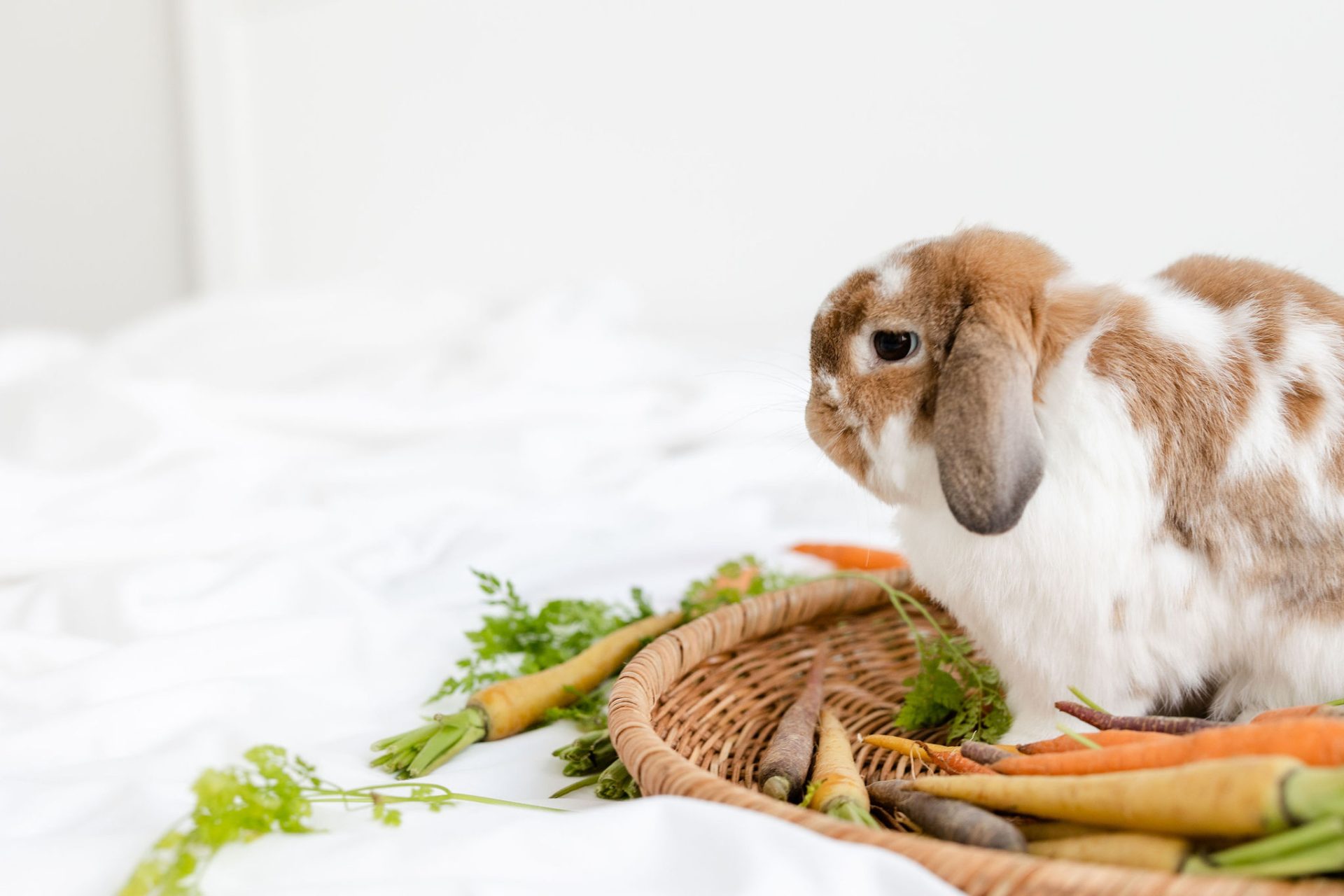 Cute brown and white bunny sat in a basket with carrots