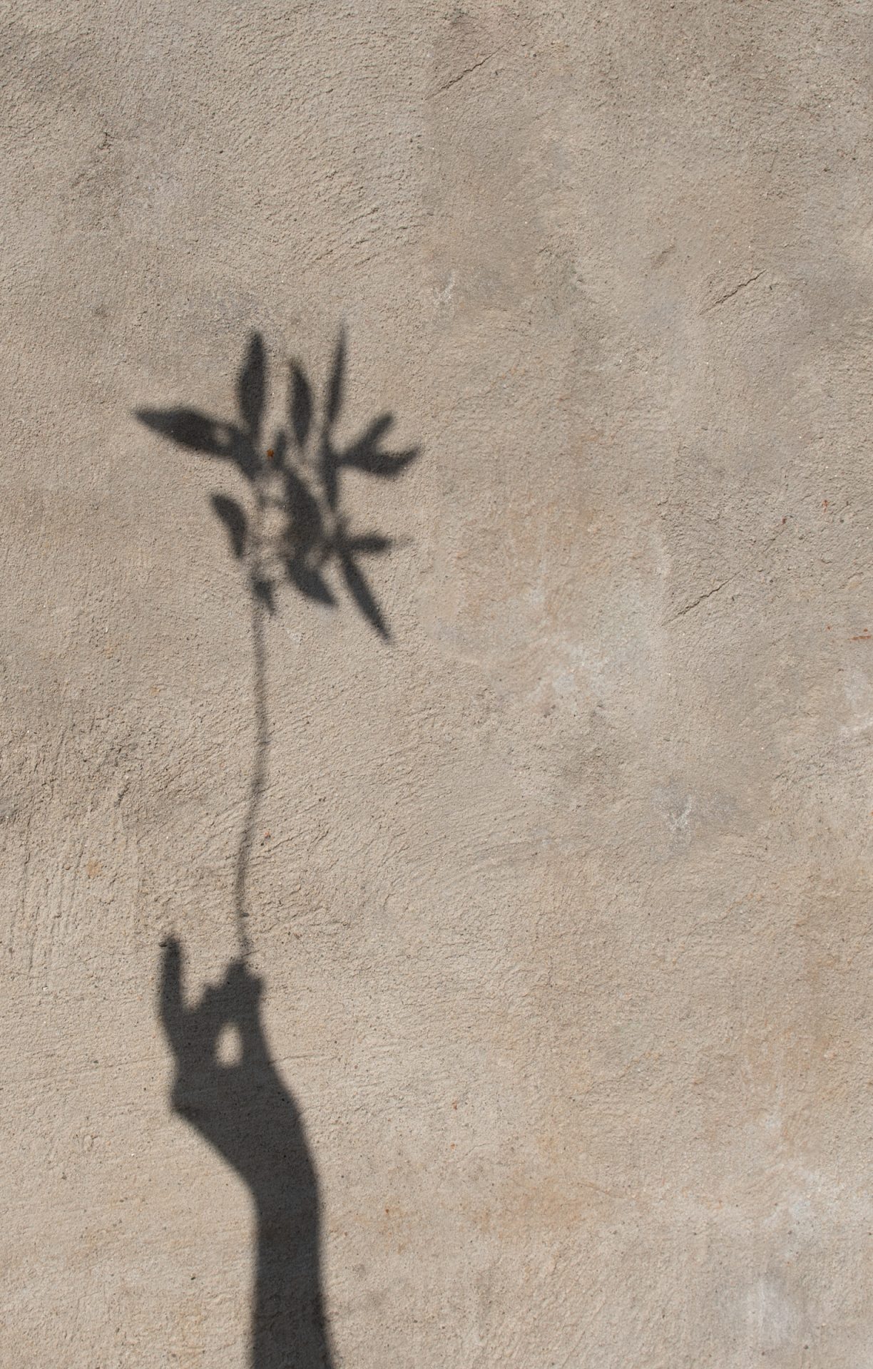 Shadow of hand and flower on natural textured wall