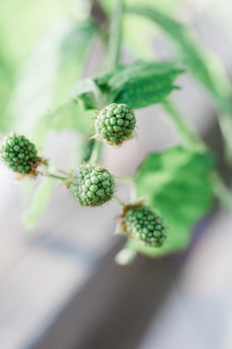 green unripe blackberries on the vine