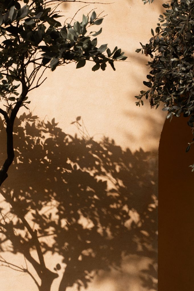 shadow trees on a natural wall