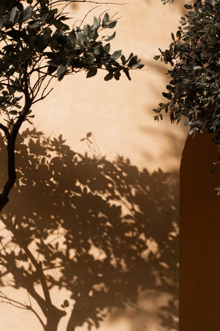 shadow trees on a natural wall