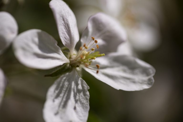 a close up of a neroli flower